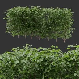 Hedge Simple Bush Plant