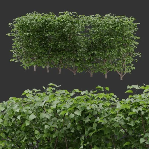 Hedge Simple Bush Plant