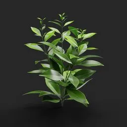 "Discover a detailed and vibrant Blender 3D model - 'Young Lemon Sprout,' an exquisite depiction of a thriving indoor lemon tree. This untextured 3D model showcases dark green leaves, thick bushes, and a tall tree with a touch of depth blur. Perfect for houseplant enthusiasts and 3D modeling enthusiasts alike."