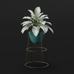 Aglaonema Gold Stand