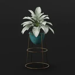 Aglaonema Gold Stand