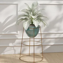 Aglaonema Gold Stand