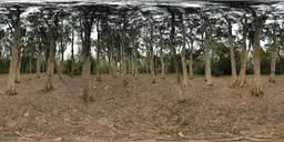 Cloudy woods HDR