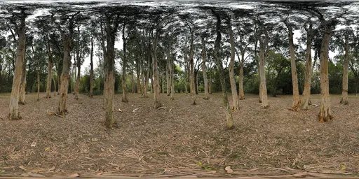 Cloudy woods HDR