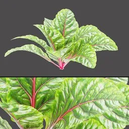 Red Stem Leaf Plant
