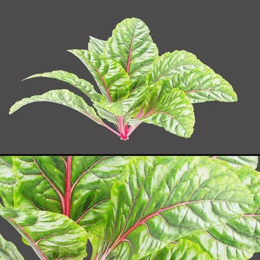 Red Stem Leaf Plant