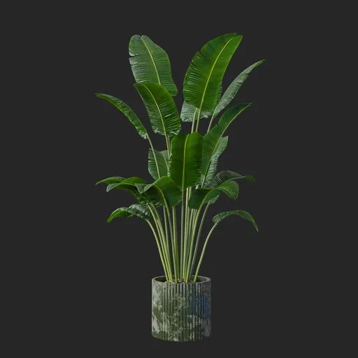 Banana Leaf Plant