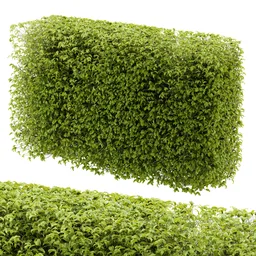 Hedge cubic plant