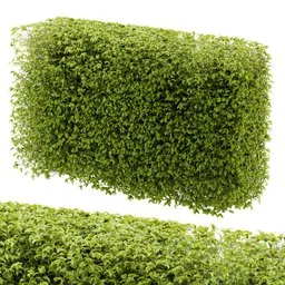 Hedge cubic plant