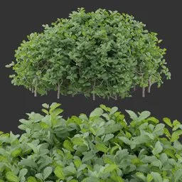 Dense Round Evergreen Bush