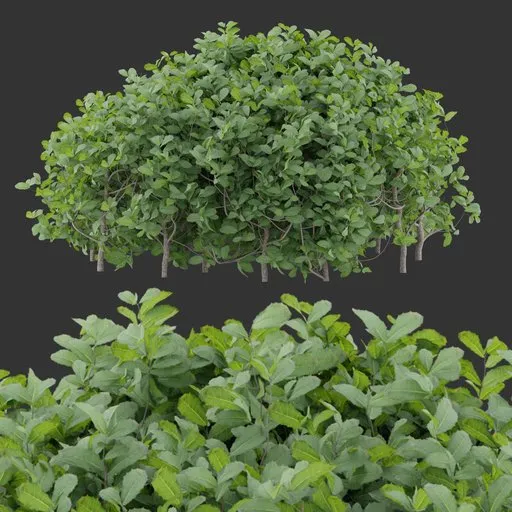 Simple Round Bush Plant