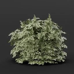 Cranberry Bush Large NoFlowers