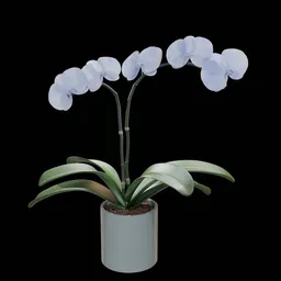 Realistic Phalaenopsis Orchid Flower