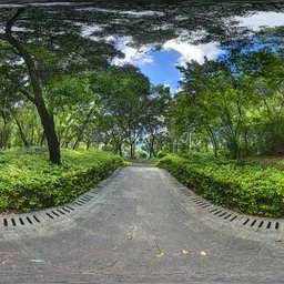 Cloudy forest during the day