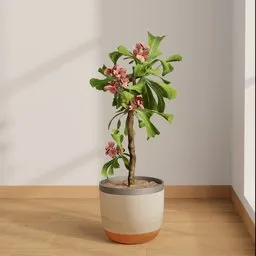 Plumeria Potted Tree