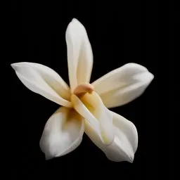 Vanilla Flower