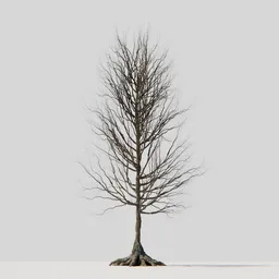 Dry Tree