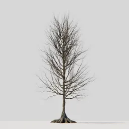 Dry Tree 10