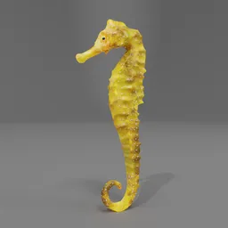 "3D model of a Tiger Tail Seahorse, native to the coral reefs of the western Pacific Ocean. This seahorse has a distinct patterned tail resembling a tiger skin and feeds on small crustaceans and plankton. Created using Blender 3D software."