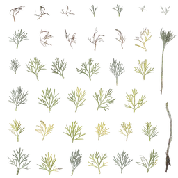 Artemisia austriaca Leaf