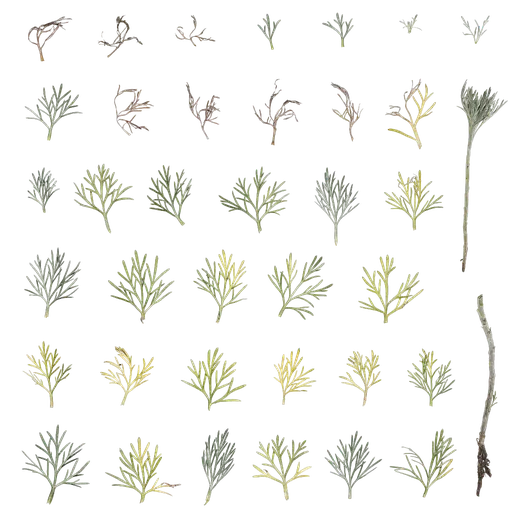 Artemisia austriaca Leaf