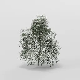 Conical Elder
