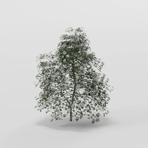 Conical Elder