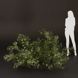 SJ-Calm Nature Inspired Bush