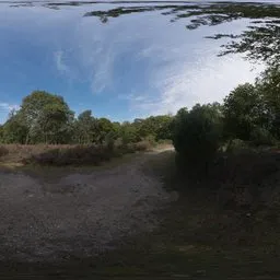 Epping Forest 02