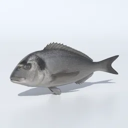 Seabream Animated