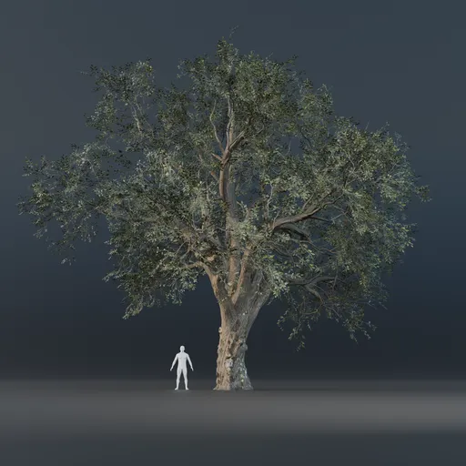 Oak Tree - Fully Grown (Summer)