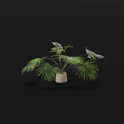 Fan Palm Wide Potted