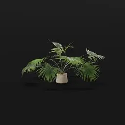 Fan Palm Wide Potted