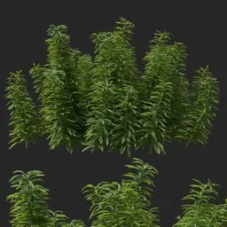 Simple Bush