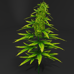 Cannabis Bush In Bloom more fruity