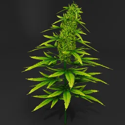 "A realistic 3D model of a cannabis bush in bloom with green leaves on a black background. This 3D model features highly detailed body elements and a realistic skin shader, perfect for nature and outdoor scenes in Blender 3D."