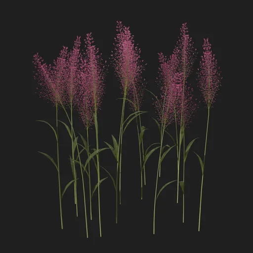 Wild Flowers Grass