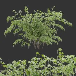 Flowering Bush Plant