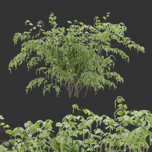 Flowering Bush Plant