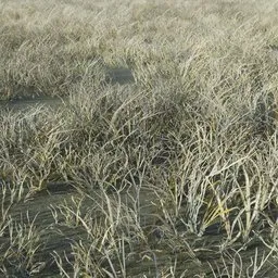 Grass Tabosa Normal
