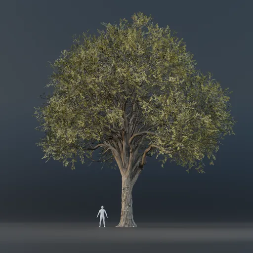 Oak Tree - Tall (Spring)
