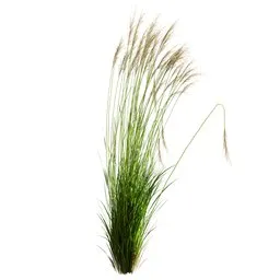 Grass Molinia Caerulea Heidebraut