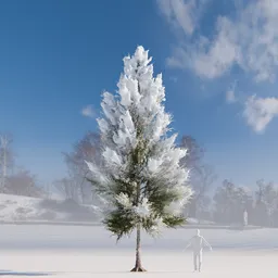 Pine tree with snow