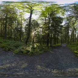 Hiking Path in Lush Forest