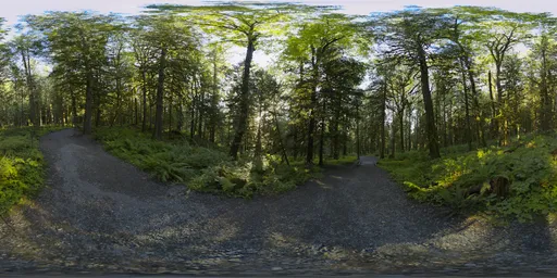 Hiking Path in Lush Forest