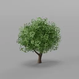 Apple Tree