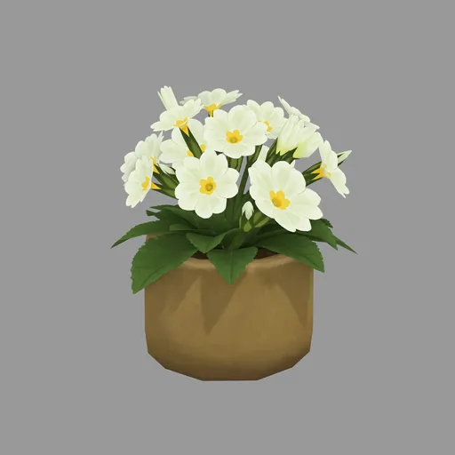 Primrose flower