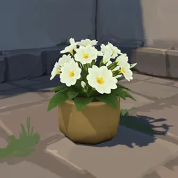 Primroses
