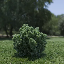 Plant Catherine Elizabeth