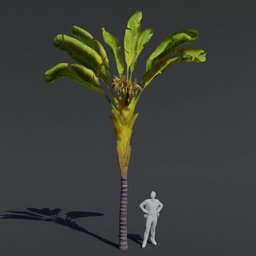 Tree Banana Palm A2